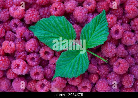 Raspberry, Rubus idaeus, ripe berries, fruits, Vaermland, Sweden Stockfoto