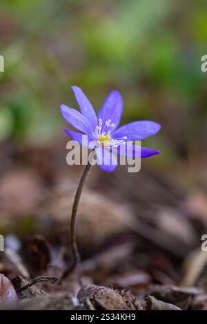 Leberkraut, hepatica nobilis, Blume, Insel Rügen, Mecklenburg-Vorpommern, Deutschland Stockfoto