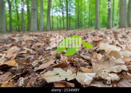 Europäische Buche, Fagus sylvatica, Sämling, Schleswig-Holstein, Deutschland Stockfoto