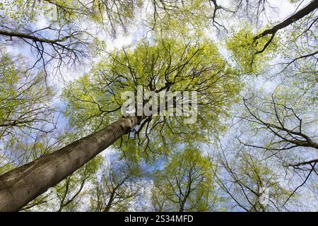 Europäische Buche, Fagus sylvatica, Buche im Frühjahr, Schleswig-Holstein, Deutschland Stockfoto