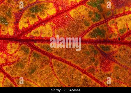 Nordeiche, Quercus rubra, verfärbtes Blatt, Herbstlaub, Schleswig-Holstein, Deutschland Stockfoto