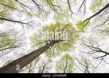 Europäische Buche, Fagus sylvatica, Buche im Frühjahr, Schleswig-Holstein, Deutschland Stockfoto