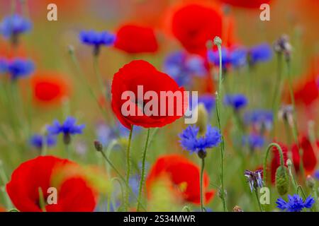 Maismohn, Papaver rhoeas und Kornblumen, Centaurea cyanus, Mecklenburg-Vorpommern, Deutschland Stockfoto