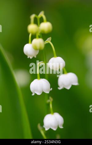 Maiglöckchen, Convallaria majalis, Blumen und Blätter, Frühling, Niedersachsen, Deutschland Stockfoto