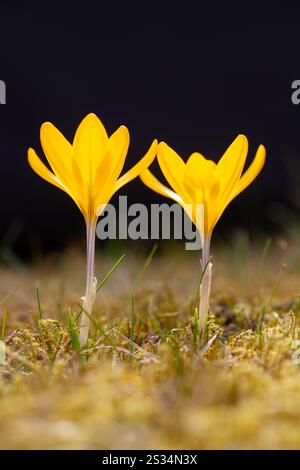 Crocus, Crocus speciosus, Krokusblüte im Rasen, Frühling, Schleswig-Holstein, Deutschland Stockfoto