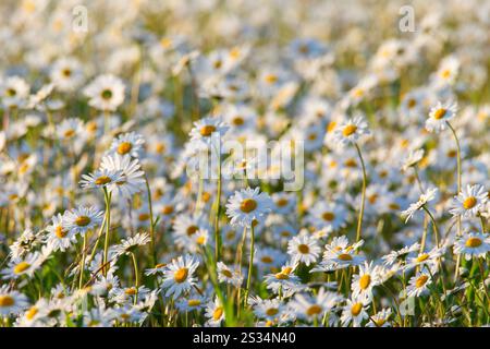 Daisy, Common Daisy, Leucanthemum vulgare, Chrysanthemum leucanthemum, blühend, Mecklenburg-Vorpommern, Deutschland Stockfoto