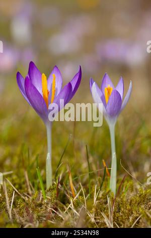 Crocus, Crocus speciosus, Krokusblüte im Rasen, Frühling, Schleswig-Holstein, Deutschland Stockfoto