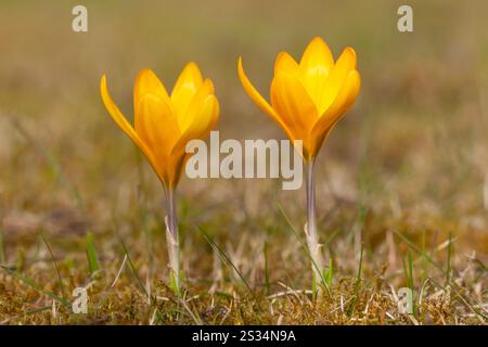 Crocus, Crocus speciosus, Krokusblüte im Rasen, Frühling, Schleswig-Holstein, Deutschland Stockfoto