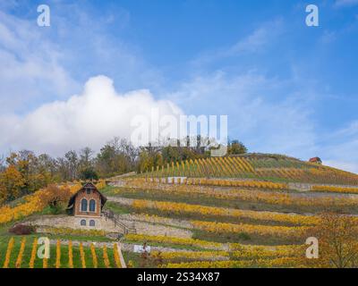 Weinberg im Herbst, Freyburg, Weinregion Saale-Unstrut, Burgenlandkreis, Sachsen-Anhalt, Mitteldeutschland, Ostdeutschland, Deutschland, Europa Stockfoto