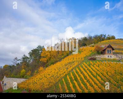 Weinberg im Herbst, Freyburg, Weinregion Saale-Unstrut, Burgenlandkreis, Sachsen-Anhalt, Mitteldeutschland, Ostdeutschland, Deutschland, Europa Stockfoto