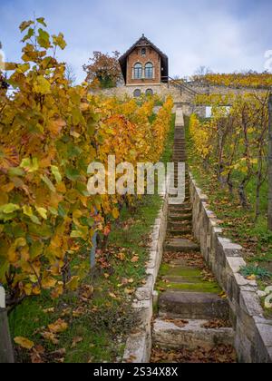 Weinberg im Herbst, Freyburg, Weinregion Saale-Unstrut, Burgenlandkreis, Sachsen-Anhalt, Mitteldeutschland, Ostdeutschland, Deutschland, Europa Stockfoto