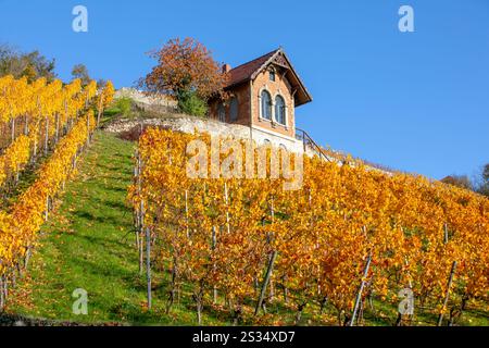 Weinberg im Herbst, Freyburg, Weinregion Saale-Unstrut, Burgenlandkreis, Sachsen-Anhalt, Mitteldeutschland, Ostdeutschland, Deutschland, Europa Stockfoto