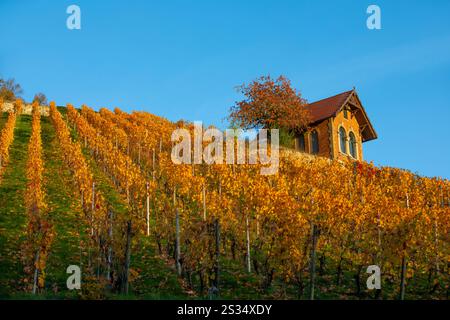 Weinberg im Herbst, Freyburg, Weinregion Saale-Unstrut, Burgenlandkreis, Sachsen-Anhalt, Mitteldeutschland, Ostdeutschland, Deutschland, Europa Stockfoto