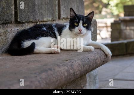 Entspannte Schwarzweiß-Katze auf einer Steinbank Stockfoto