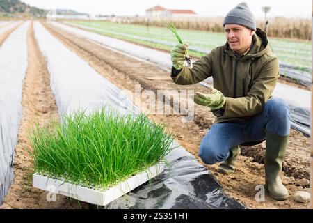 Mann Landwirt Pflanzen grüne Zwiebeln im Garten Stockfoto