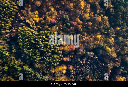 Luftaufnahmen, Drohnenfotografie, Herbstwald, Mischwald, Indian Summer, Herbstlandschaft, Spreewald, Naherholungsgebiet, Brandenburg, GE Stockfoto