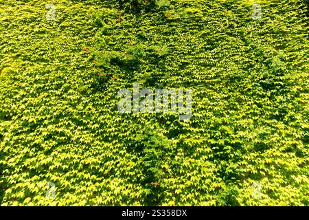 Grüner Hintergrund von Boston Efeu, [Parthenocissus tricuspidata] Stockfoto