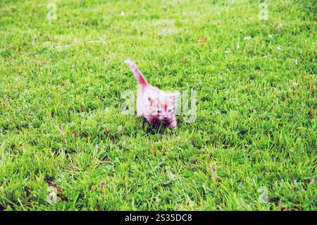 Ein kleines Kätzchen spielt auf einem grasbewachsenen Feld. Das Kätzchen ist braun und weiß und er genießt es Stockfoto