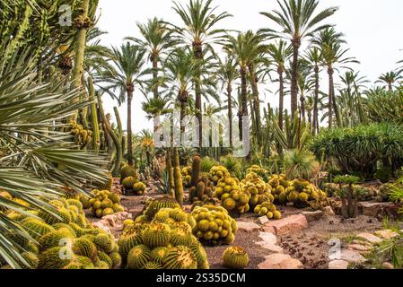 Elche, Huerto de Cura Park, weltweit 39 größte Palmen- und saftige Pflanzenpopulation, Weltkulturerbe, Provinz Alicante, Spanien Stockfoto