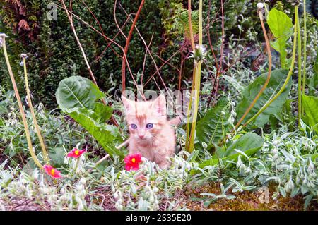 Ein Kätzchen sitzt in einem Blumenbeet. Die Blumen sind rot und gelb. Das Kätzchen schaut in die Kamera Stockfoto
