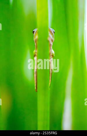 Der östliche Zwergfrosch, auch bekannt als östlicher Seggenfrosch, ist eine Art von Baumfrosch. Es ist ein kleiner und sehr gemeiner Frosch, der im Osten zu finden ist Stockfoto