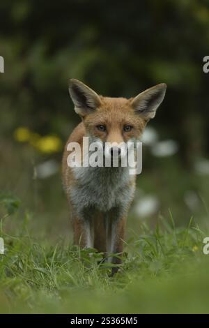 Rotfuchs (Vulpes vulpes), erwachsenes Tier, das im Sommer im Grasland steht, England, Vereinigtes Königreich, Europa Stockfoto
