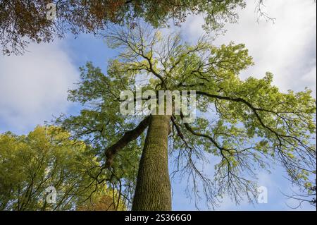 Herbstasche (Fraxinus excelsior) Mecklenburg-Vorpommern, Deutschland, Europa Stockfoto