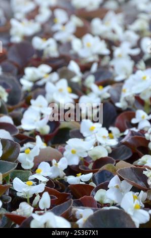 Weiß Begonia cucullata auch als Wachs Begonia und clubed Begonia bekannt. Feld mit kleinen weißen Blüten Garten Nahaufnahme Stockfoto