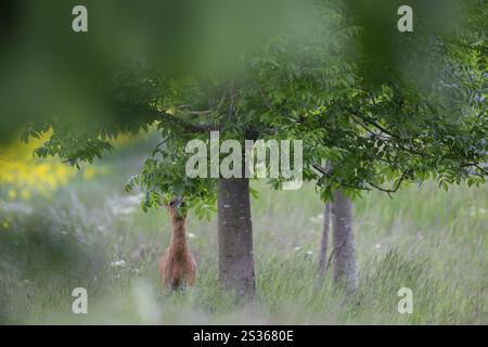 Reh (Capreolus capreolus) ausgewachsener männlicher Bock, der auf Baumblättern am Rande eines Ackerfeldes lebt, England, Vereinigtes Königreich, Europa Stockfoto