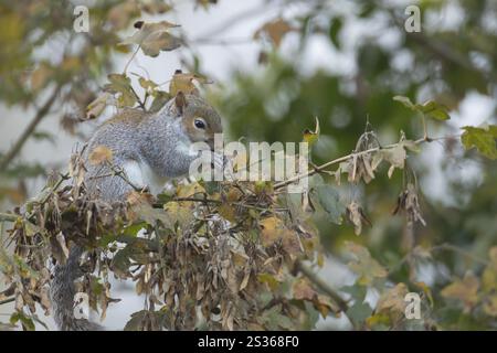 Graues Eichhörnchen (Sciurus carolinensis), ausgewachsenes Tier, das im Herbst von Samen eines Ahornbaums ernährt wird, England, Vereinigtes Königreich, Europa Stockfoto