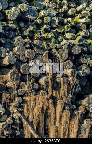 Alter Moos- und Brennholzhaufen, symbolisiert Baumaterial, Brennstoff, Vergänglichkeit, Tod Österreich Stockfoto