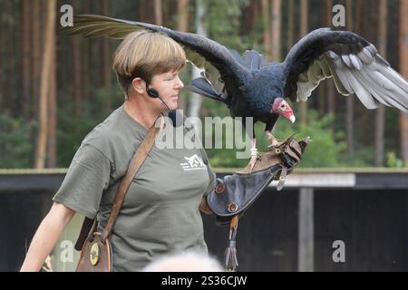 Falconer Ilka Simm-Schönholz mit putengeier am Falkenhof Potsdam Stockfoto