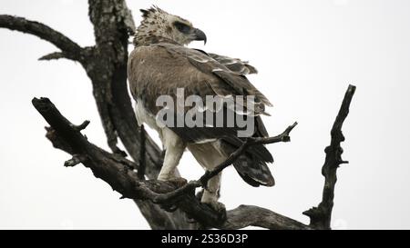 Eagle on a Tree, Sabi Sands, Kruger National Park, Südafrika, Südafrika Stockfoto