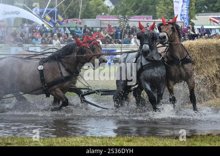 Titanen der Rennbahn in Brueck, Brandenburg Stockfoto