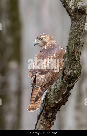Ein Rotschwanzfalke starrt seine Beute hinunter, während er auf einem Ast sitzt. Der Falke wird mit den Federn auf der Rückseite zur Kamera hin positioniert und der Kopf verdreht Stockfoto