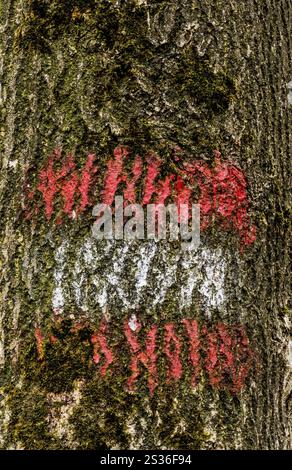 Die rot-weißen Markierungen für einen Wanderweg sind auf einem Baum gemalt. Österreich Stockfoto