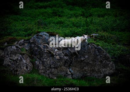 Mutterschafe und Lämmer ruhen auf Felsen in Island Stockfoto