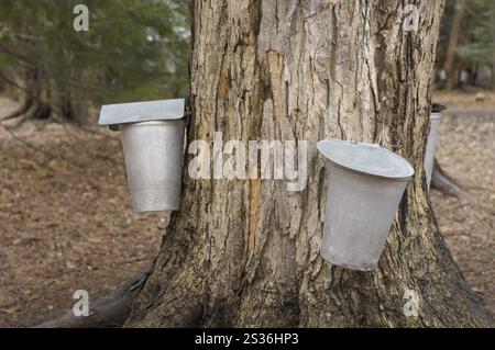 Metalleimer, die an einem Wasserhahn in einem Zuckerahorn befestigt sind. ahornsaft wird gesammelt, um Ahornsirup herzustellen. Ontario Kanada. Stockfoto