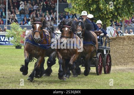 Titanen der Rennbahn in Brueck, Brandenburg Stockfoto