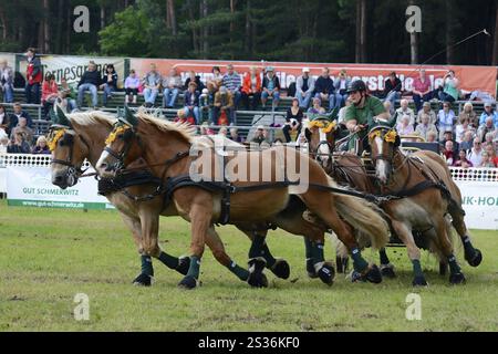 Titanen der Rennbahn in Brueck, Brandenburg Stockfoto