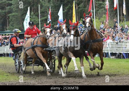 Titanen der Rennbahn in Brueck, Brandenburg Stockfoto