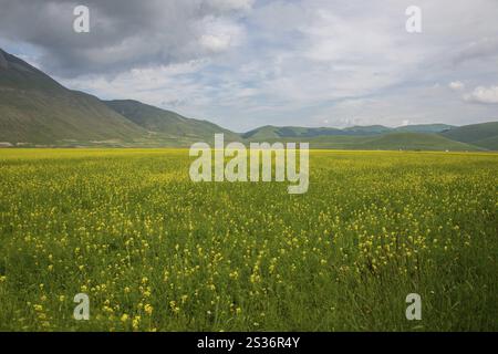 Castelluccio di norcia, blühend, italien Stockfoto