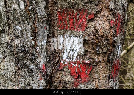 Die rot-weißen Markierungen für einen Wanderweg sind auf einem Baum gemalt. Österreich Stockfoto