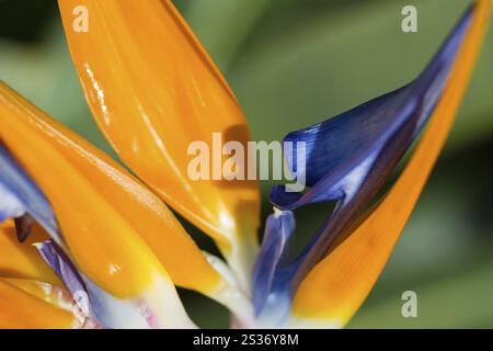 Makro eines Paradiesvogels, Madeira, Portugal, Europa Stockfoto