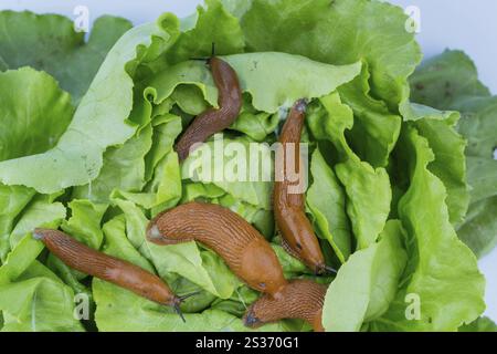 Eine Schnecke im Garten isst ein Salatblatt. Schneckenpest im Garten Österreich Stockfoto