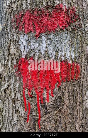 Die rot-weißen Markierungen für einen Wanderweg sind auf einem Baum gemalt. Österreich Stockfoto