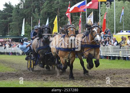 Titanen der Rennbahn in Brueck, Brandenburg Stockfoto