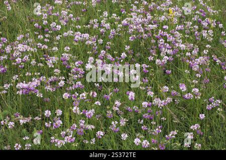 Coronilla varia, Securigera varia, Crown Wide, Crown Wide Stockfoto