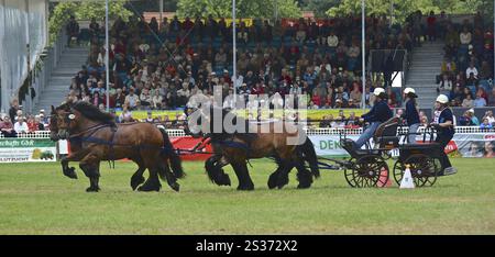 Titanen der Rennbahn in Brueck, Brandenburg Stockfoto