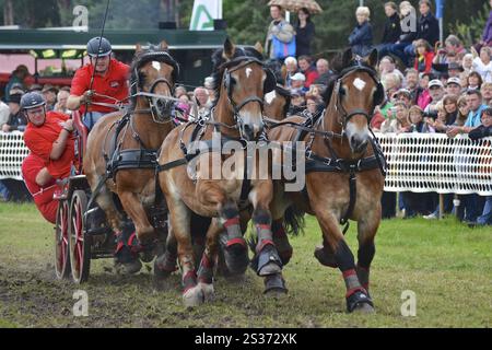 Titanen der Rennbahn in Brueck, Brandenburg Stockfoto